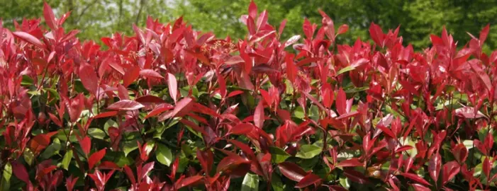 Photinia Red Robin Trees.