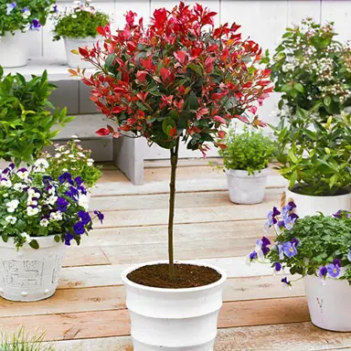 How To Make A Topiary Standard Photinia.