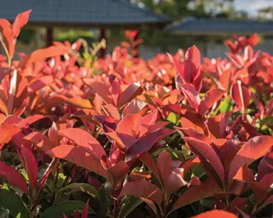 What Is The Difference Between Red Robin And Photinia.
