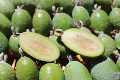 Why Is Feijoa Called Pineapple Guava?