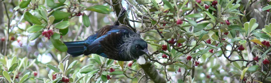 Do Pittosporums Attract Birds?