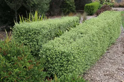 What Are The Benefits Of Growing Pittosporum?