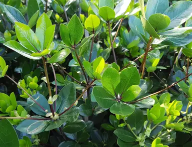 Pittosporum Cornifolium Characteristics.