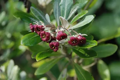 Pittosporum Crassifolium (Karo) Characteristics.