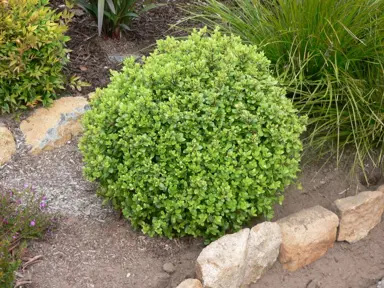 Why Is Pittosporum Golf Ball So Popular In NZ?