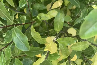 What Is Causing The Leaves On My Pittosporum To Drop?