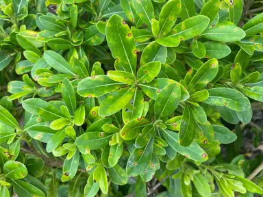 What Is Causing The Pittosporum Leaves To Yellow?