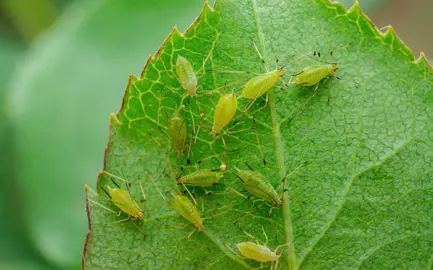 Common Pests Of Pittosporum Trees.