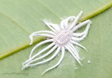 Pest and Disease Management.