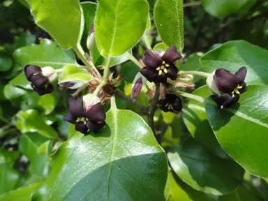 Pittosporum Ralphii Characteristics.