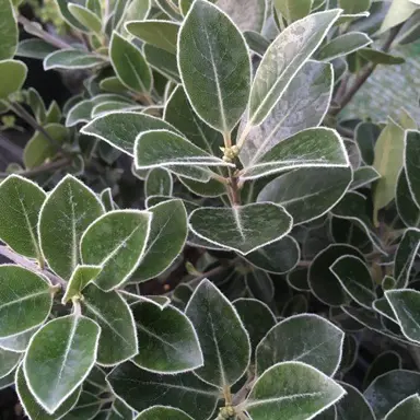 Pittosporum Stephens Island Characteristics.