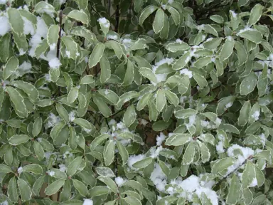 Caring for Pittosporum tenuifolium.