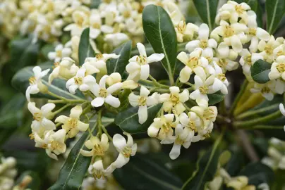 Pittosporum Tobira (Japanese Or Mock Orange Pittosporum) Characteristics.