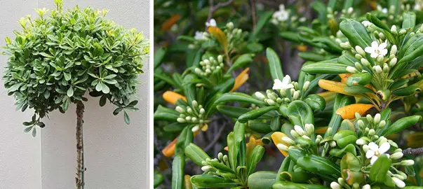 How To Make A Topiary Standard Pittosporum.