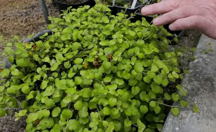 How To Plant Fuchsia Procumbens.