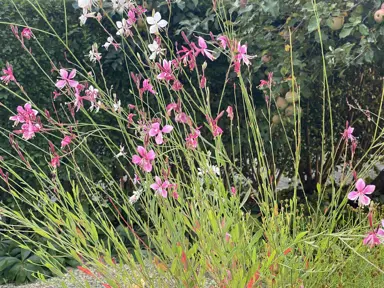 Planting Gaura in New Zealand.