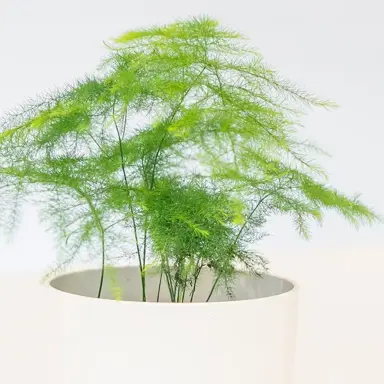 Planting and Growing Asparagus Fern in NZ.