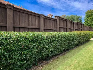 Planting A hedge Next To A Fence.
