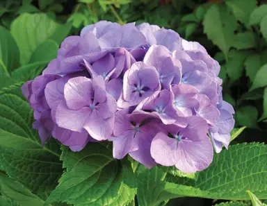 Can You Plant A Hydrangea Next To A House?