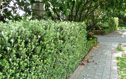 How Far Apart to Plant A Pittosporum Crassifolium Hedge?