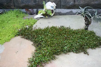 What To Plant Under Feijoa Trees.