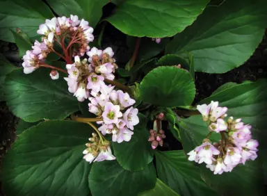 Planting Bergenia.