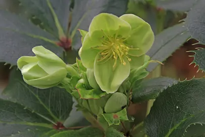Planting Hellebores.