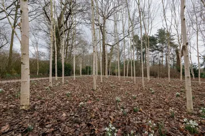Planting Himalayan Birch: A Step-by-Step Guide.