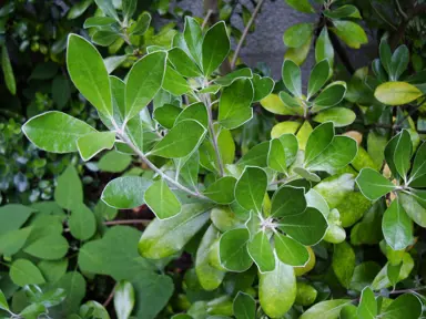 Planting Karo: A Step-by-Step Guide.