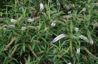 Planting Koromiko in New Zealand.