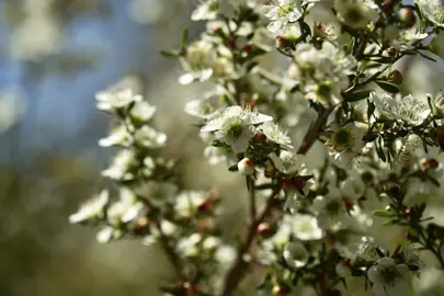 Planting Leptospermum: Tips and Techniques.