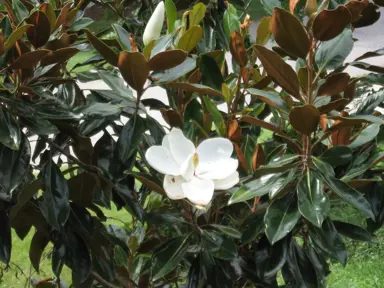Planting Little Gem Magnolia.