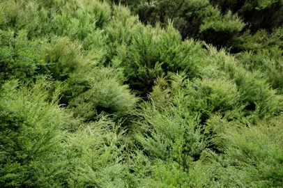 Planting Manuka.