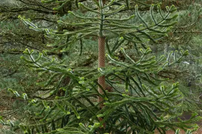Planting Tips for Monkey Puzzle Trees .