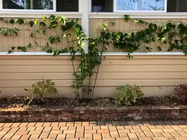 Planting Passion Fruit.