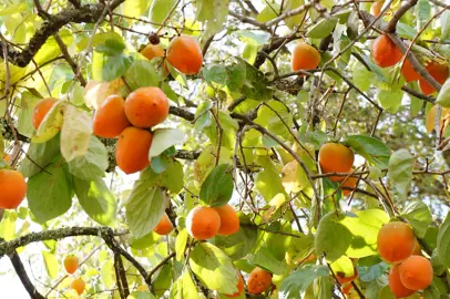 Planting Persimmon Trees in New Zealand.