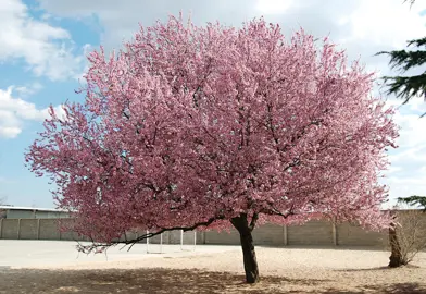 Planting Prunus Trees.