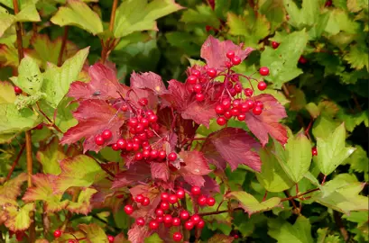 Planting Your Snowball Tree.