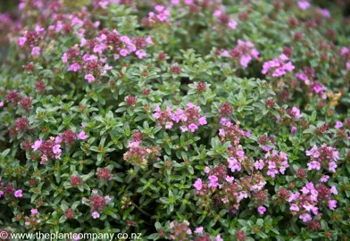 Planting Thymus.