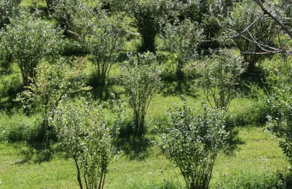 Planting Tips for Blueberries.