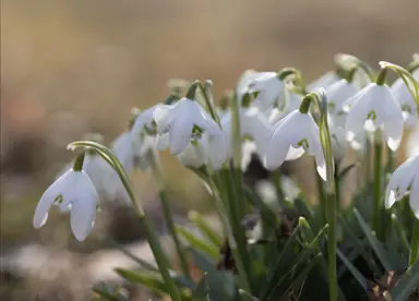 Planting Tips for Winter Flowers in New Zealand.