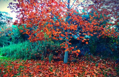 Planting Tulip Trees.