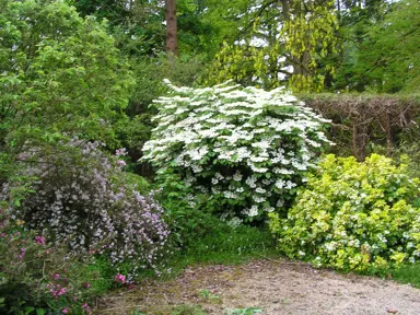 Planting Viburnum Shrubs.