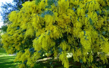 Planting Your Wattle: A Simple 5-Step Guide to Get It Right.