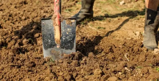 What To Plant On A Clay Bank.