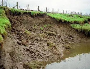 Plants For An Eroding Bank.