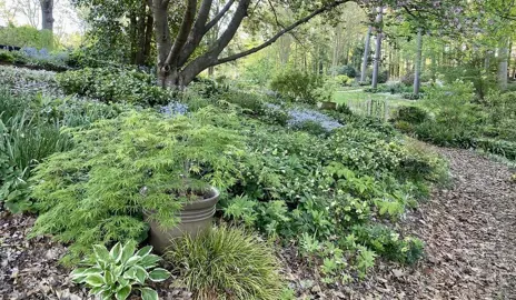 Plants For A Shaded Bank.