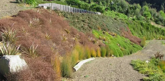 Plants For A Steep Bank.