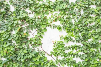 Plants To Grow Up A Wall.