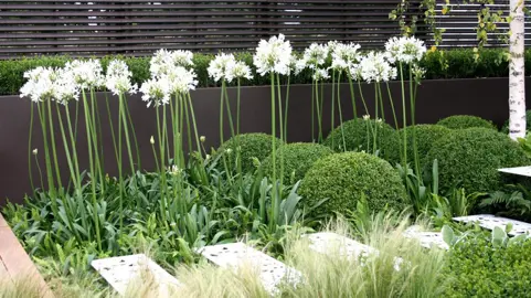 Plants To Grow With Agapanthus.